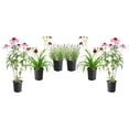 thumbnail image 1 of 1 Gallon Summer Garden Shrub 6 Pack, 1 of 10