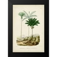 thumbnail image 2 of DOrbigny, M. Charles 11x14 Black Modern Framed Museum Art Print Titled - Antique Palm Collection II, 2 of 5