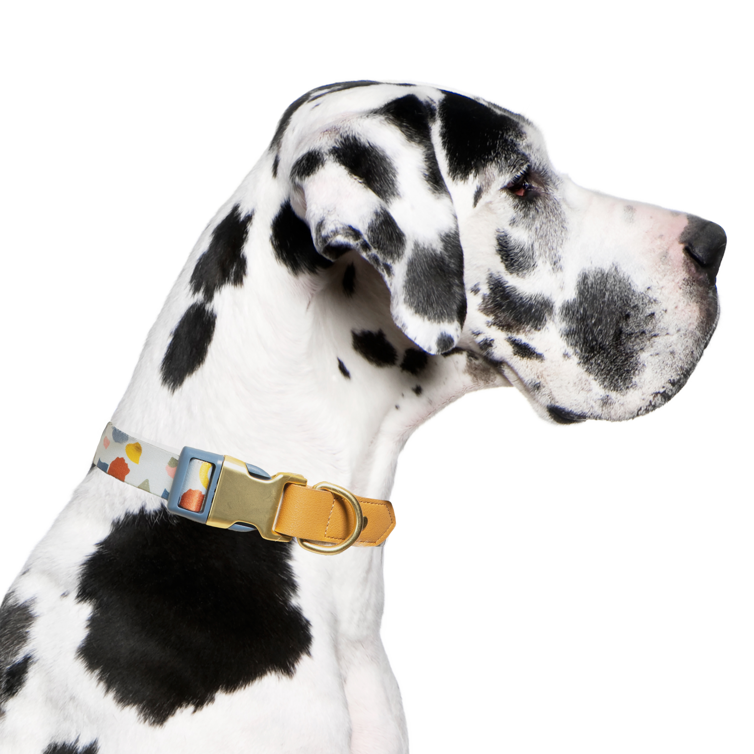 Vibrant Life Abstract Shapes Fashion Dog Collar, Multicolor, XL