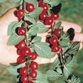 thumbnail image 2 of Nanking Bush Cherry Dormant Bare Root Fruit Bearing Starter Plants, 3 Plants per Offer, 2 of 4
