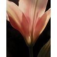thumbnail image 2 of Burkhart, Monika 26x32 Black Ornate Wood Framed with Double Matting Museum Art Print Titled - Blooming Peach Floral, 2 of 4