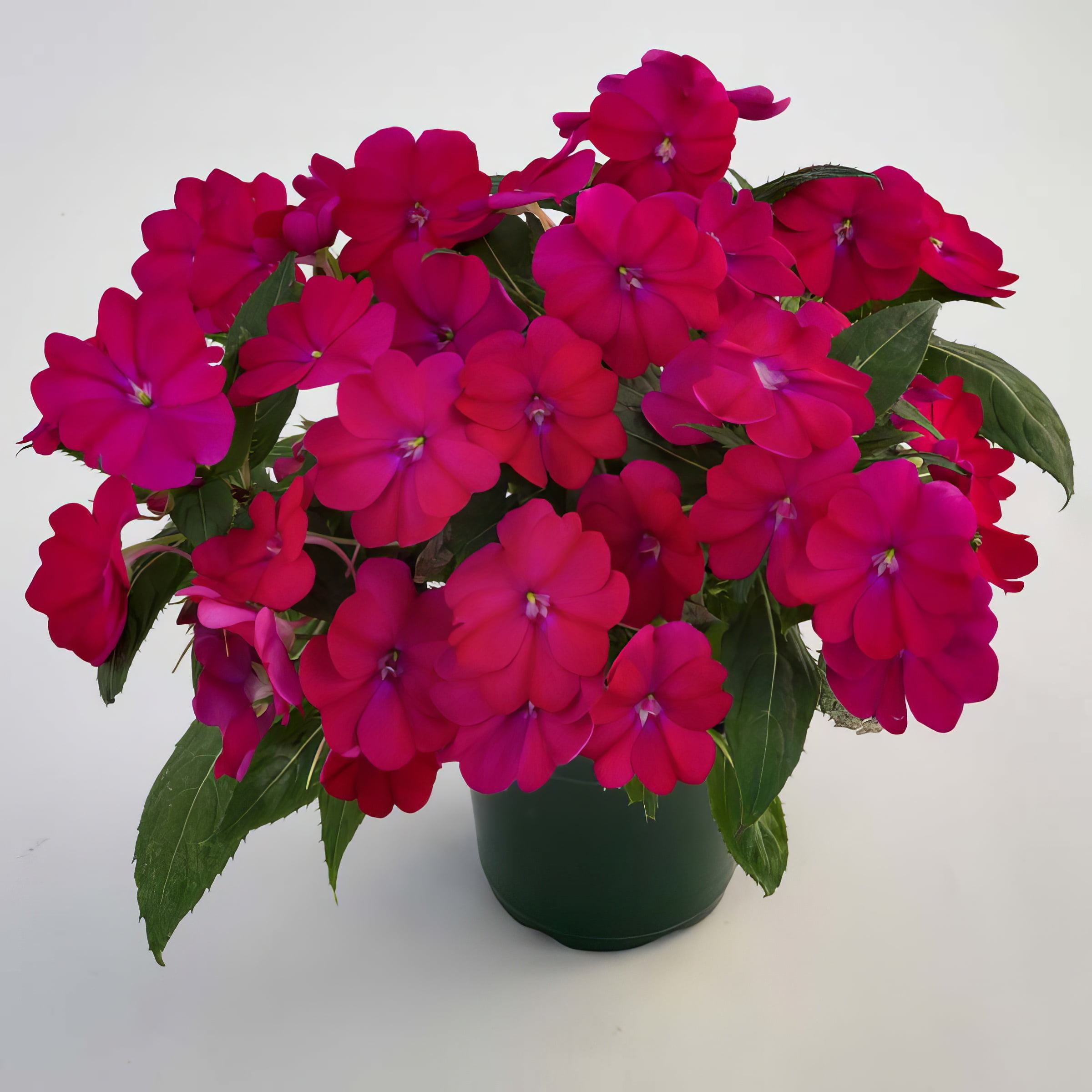2.5 in. Sunpatiens Compact Royal Magenta Improved Live Annual Plant with Magenta Flowers (6-Pack)