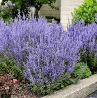 Proven Winners Denim 'n Lace Russian Sage Perennial Live Plant in 3-Gallon Grower Pot
