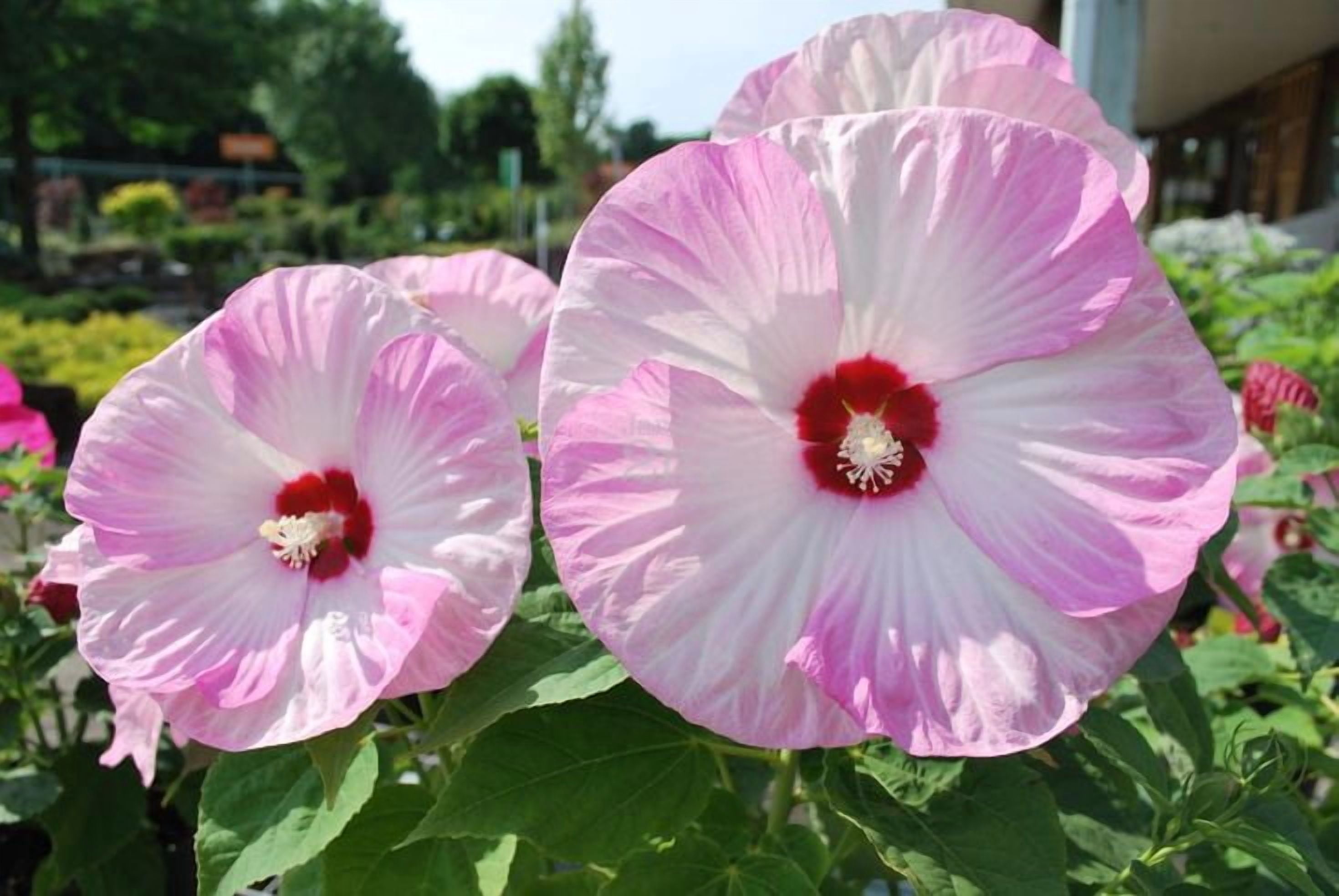 Hardy Hibiscus 'Pink Luna Swirl' - Live STARTER Plant