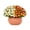 Orange & White Bi-Color, variant on Better Homes & Gardens 3QT Orange & White Bi-Color Garden Mum Live Plant in Pumpkin Planter