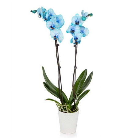 From You Flowers - Blue Orchids for Birthday, Anniversary, Get Well, Congratulations, Thank You