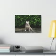 thumbnail image 3 of Majestic Chihuahua Art Majestic Chihuahua Print Animal Wall Art Wildlife Canvas Prints Wall Art Ready to Hang Unframed, 3 of 18