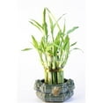 thumbnail image 1 of Athenas Garden BA-BT46-FIGPOT-PRSM Lucky Bamboo 2 layer Tower, 1 of 1