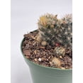 thumbnail image 6 of Mammillaria prolifera, Little Candle, Rare Cactus, 4 inch Pot, Well Rooted, 6 of 8