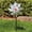 C, variant on 9.44 Inch Shimmering Bird Scarer Wind Stake, PET Garden Plant Guard Pinwheel, Light-Disorienting Bird Deterrent for Flower Beds (F)