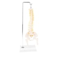 thumbnail image 2 of 50cm Modelo Esquelético de Médula Espinal de Cuerpo Colgante de Tamaño Natural para Exhibición de Anatómica Colecciones Yotijar Estatua de vértebras lumbares humanas, 2 of 10