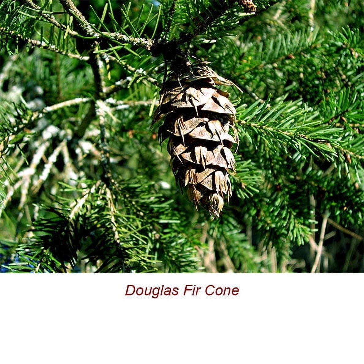 Douglas Fir Wild Crafted Essential Oil 5 ml (1/6 fl oz) - 100% Pure and Natural by Silky Scents