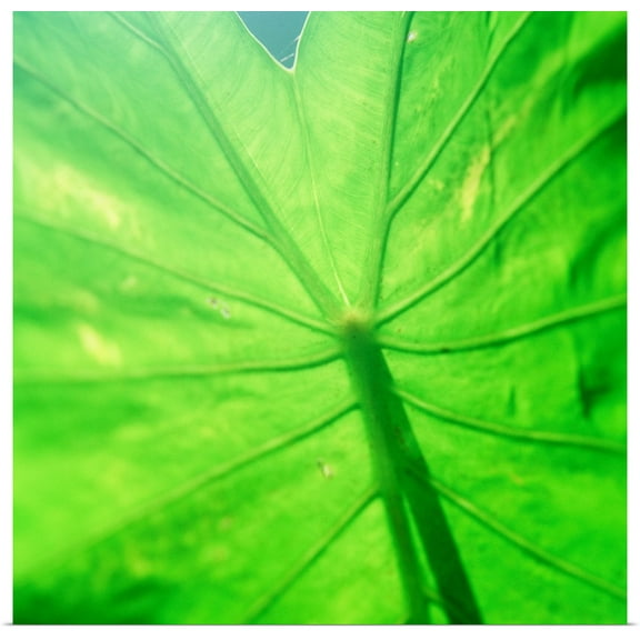 Great BIG Canvas | Rolled Bob Stefko Poster Print entitled Taro Leaf