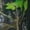 Green Leaves, variant on BASSDASH UPF 50+ Men’s Hunting Shirts with Mask Long Sleeve Camo Fishing Hoodie