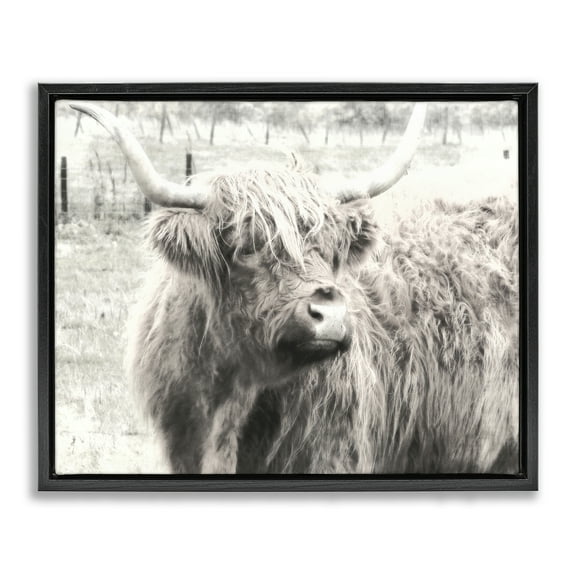 Stupell Industries Highland Cow Gazing Portrait Animals Photography Black Floater Framed Canvas Art Print Wall Art, 21 x 17