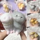 thumbnail image 2 of Gatos de peluche de dibujos animados kawaii, juguete de rebote lento, tacto suave, juguete para apretar los dedos, L8D6, 2 of 7