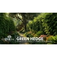 thumbnail image 2 of Green Hedge Bamboo | 5 Large Gallon Size Plants | Bambusa multiplex | Fast Growing Privacy Screen | Clumping Bamboo for Landscapes Gardens Walkways Accent Foundation Beds Decorative Garden, 2 of 6