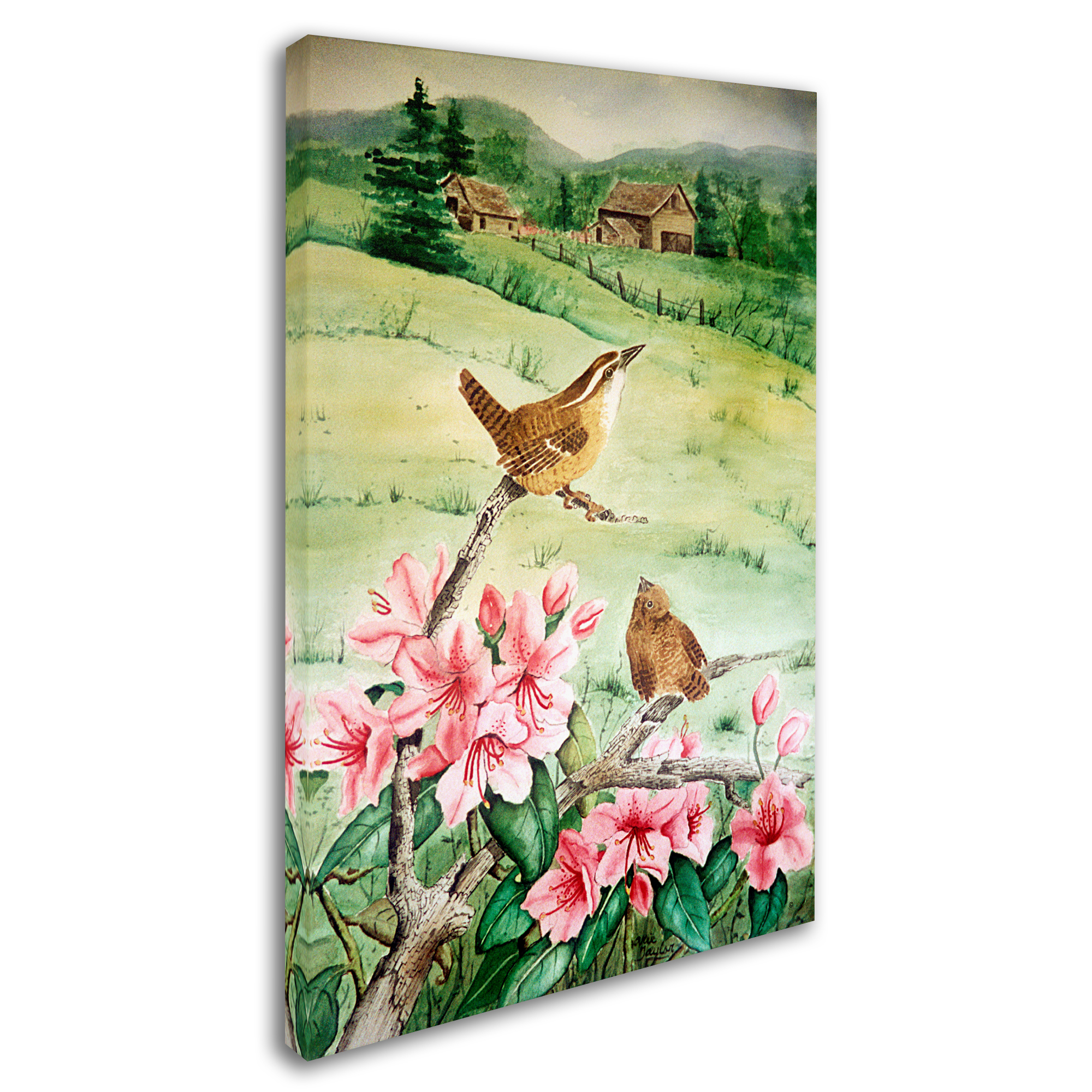 Trademark Fine Art 'Carolina Wren' Canvas Art by Arie Reinhardt Taylor