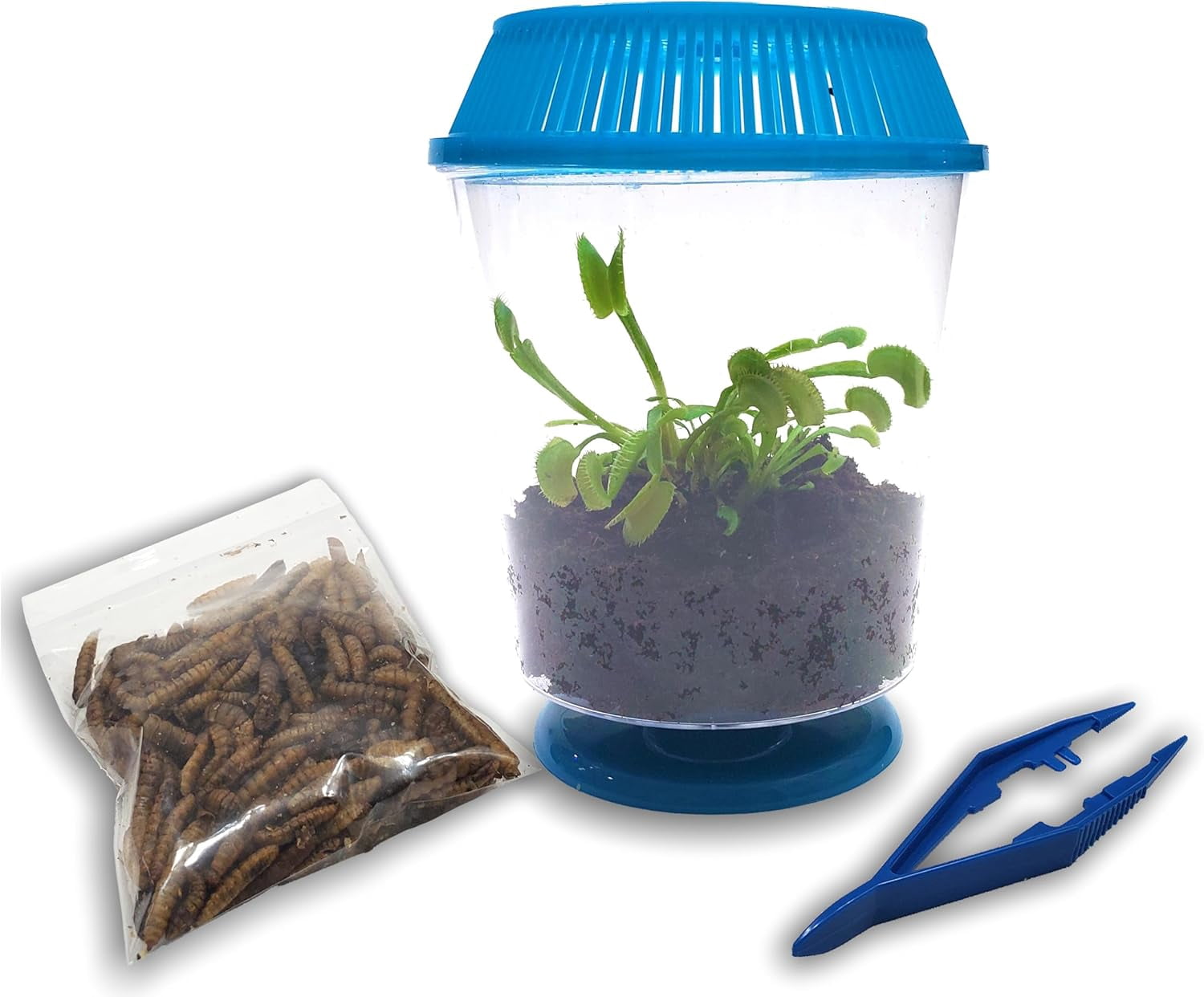 Live Venus Flytrap Kit with Carnivorous Plant Food, Tweezers & 4.5" Blue Terrarium – Indoor Bug-Eating STEM Gift for Kids & Adults Fly Trap