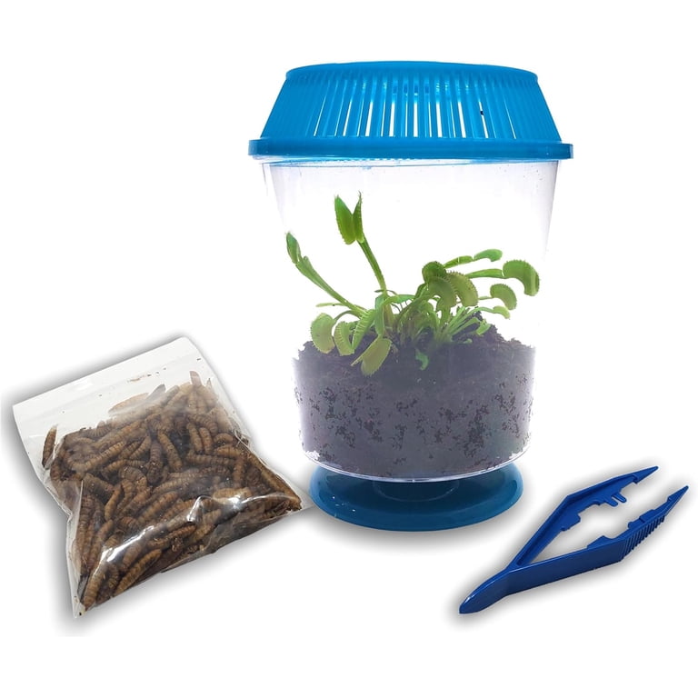 hawk plant Blackhawk Arrowleaf Clover Seed – Hancock Seed