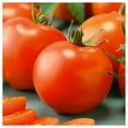 thumbnail image 2 of Everwilde Farms - 1/4 lb Organic Bonny Best Heirloom Tomato Seeds - Gold Vault Bulk Seed Packet, 2 of 2