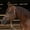 Chocolate, variant on Professionals Choice Easy On Rope Halter Chocolate Horse
