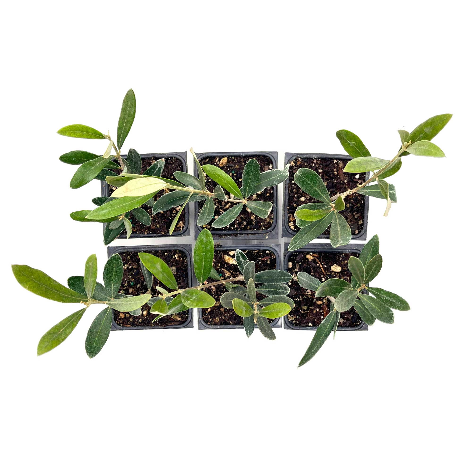 6 Mission Olive Trees – Evergreen Edible Olive Fruit Tree for Indoor or Outdoor Growing, Mediterranean Patio & Container Plant (Olea europaea ‘Mission’) in 3.5″ Cubes, Live Plants