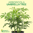 thumbnail image 2 of Live Schefflera Arboricola Plant, Umbrella Tree, Air Purifying 4 inch Diameter Live Plant Grown in USA, 2 of 7