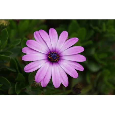 - Peel-n-Stick Poster of Daisy Gerbera Plant Flower Poster 24x16 Adhesive Sticker Poster Print