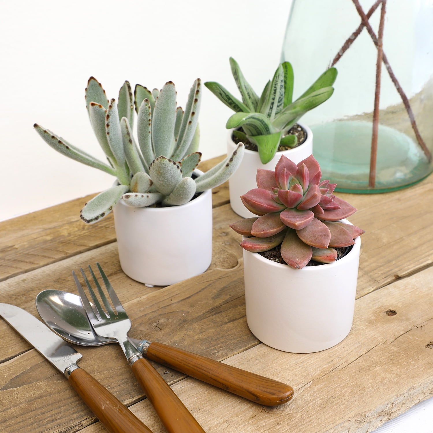 Altman Plants 2.5" Assorted Succulent Live Plants (3 Pack) with White Pots