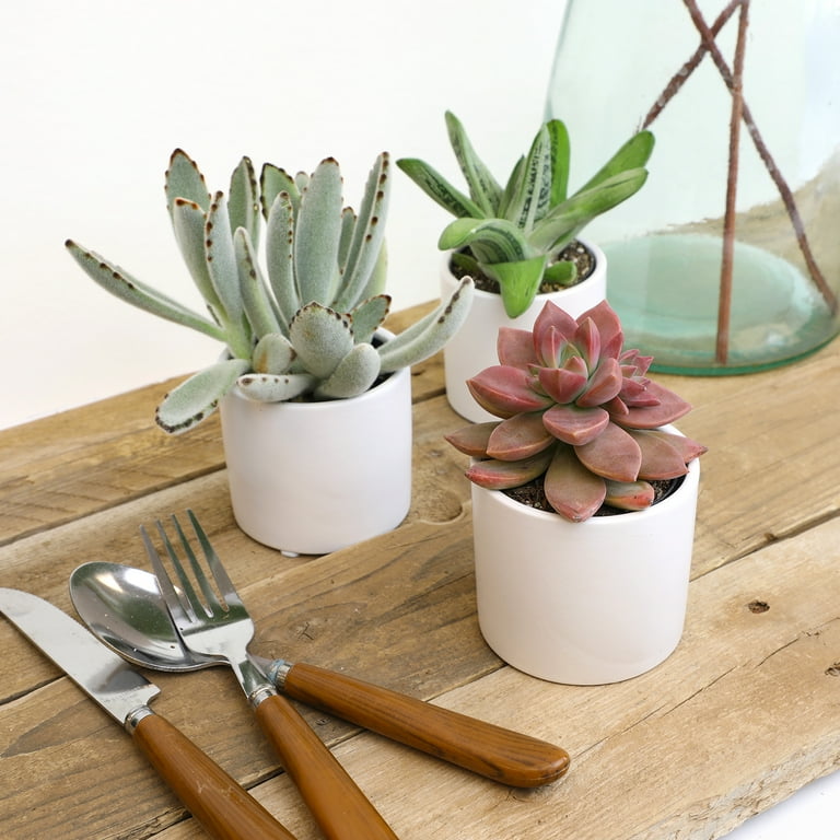 gollum succulent Buy Crassula Ovata Gollum main image 1