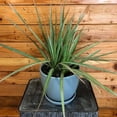 thumbnail image 2 of Dracaena Marginata Tri-Color, 6" Plant, The Plant Farm, 2 of 2
