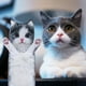 thumbnail image 3 of Toalla de mano AGRIMONY Cat Funny para baño y cocina - Cute D, 3 of 7