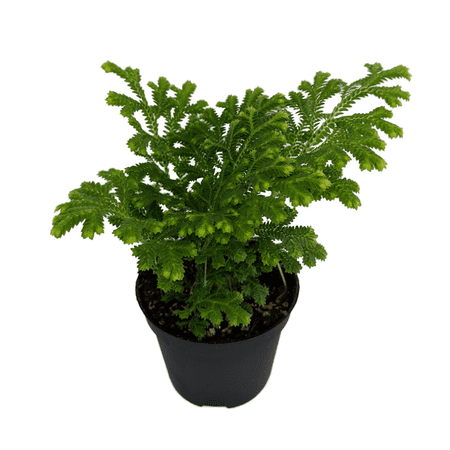 Frosty Fern - Selaginella - 2.5" Pot