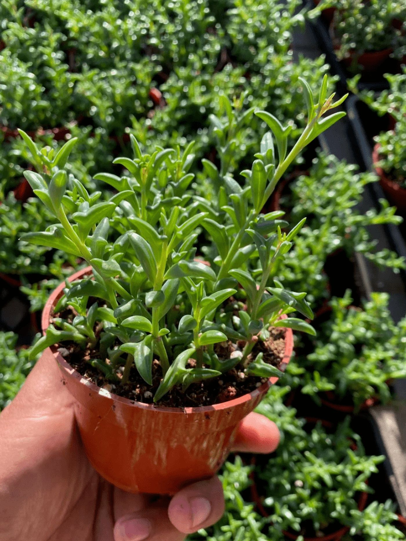 String Of Dolphins Plant Live for Planting - Dolphin Plant - Flying Dolphin Plant for Indoor Outdoor in 4 Inch Pot
