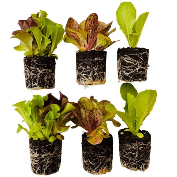 12 Lettuce Seedlings: Ready-to-Plant Seedlings, Starts, Plugs, Garden-Ready, Live Plants, Transplants, Pre-sprouted, for Soil & Hydroponic Gardens