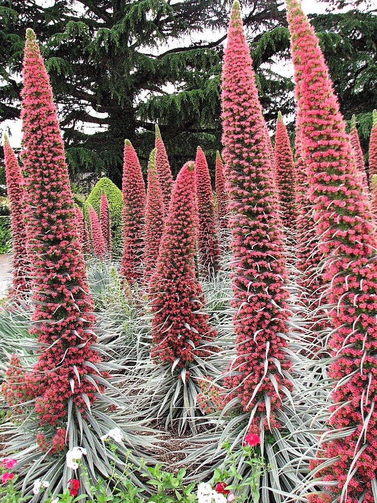25 TOWER OF JEWELS Red Bugloss Echium Wildpretii Ruby Hummingbird