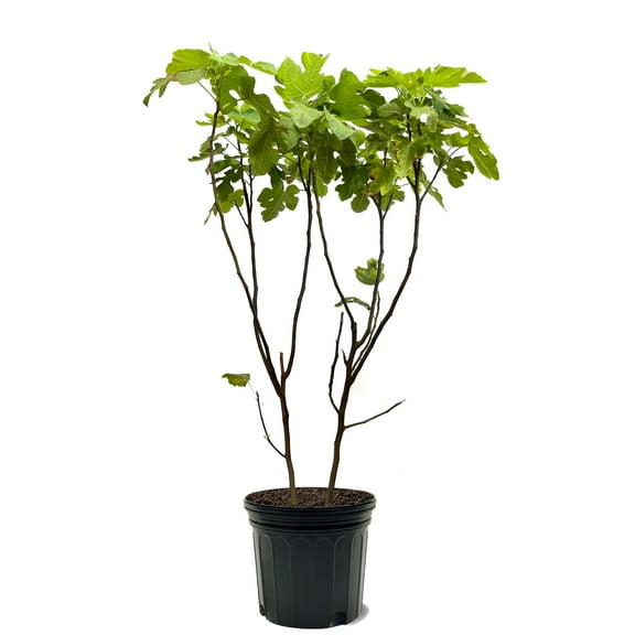 Expert Gardener Texas Everbearing Fig Live Tree - 3 to 4 Ft Tall, 7 Gallon Pot