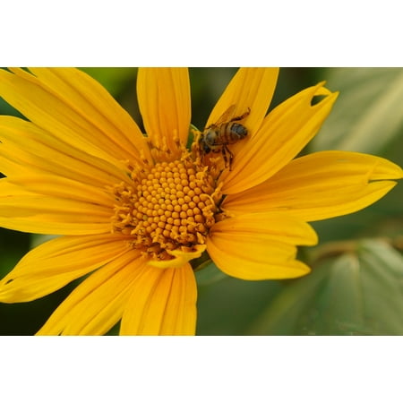 canvas print nectar flower plant sunflower bee nature stretched canvas 10 x