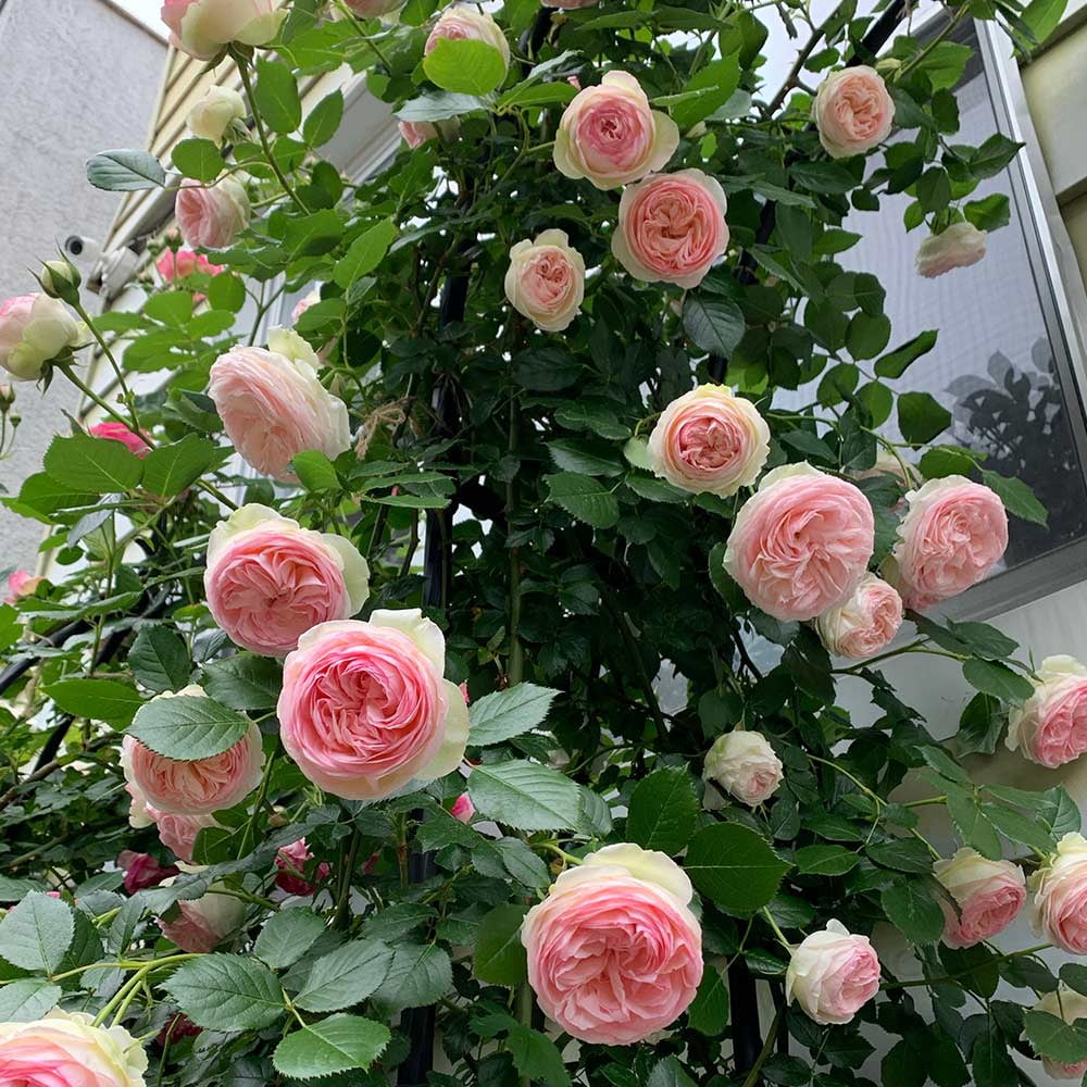 Heirloom Roses Eden® Climbing Plant 10' Pink Climbing Rose Live Plants in 1 Gallon Container