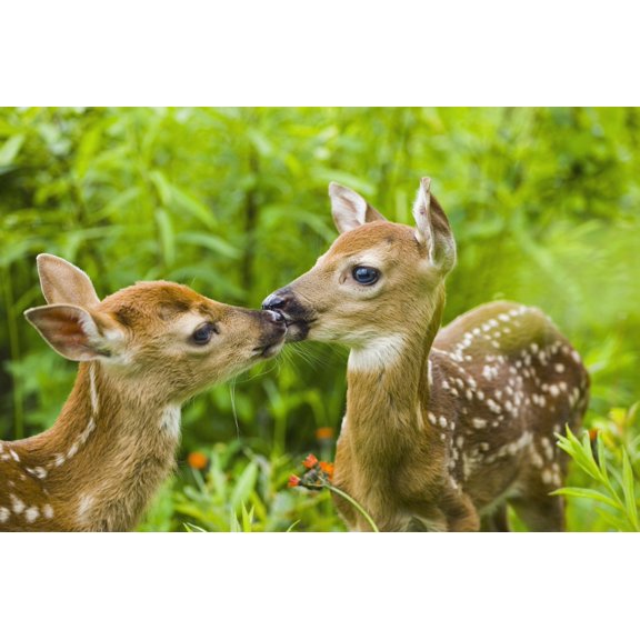 Twin White-Tailed Deer Fawns Nuzzling Together In Meadow Minnesota Spring Captive Canvas Art - Michael DeYoung  Design Pics (19 x 12)