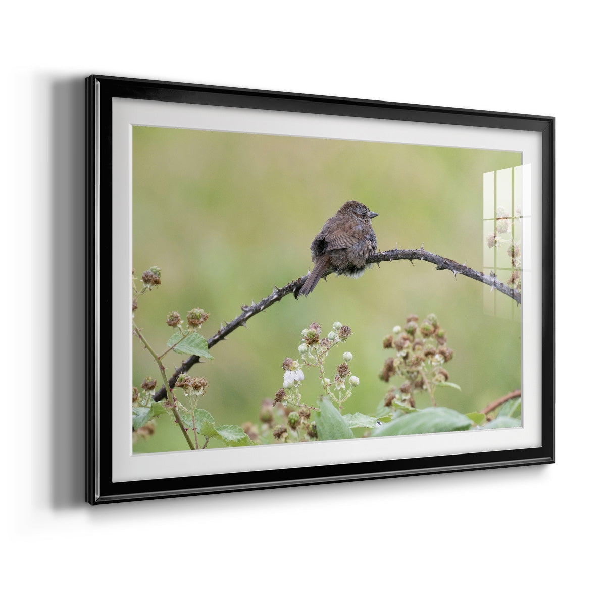 Resting Sparrow Premium Framed Print - Ready to Hang