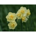 thumbnail image 3 of Bonin, Suzanne 18x15 Black Modern Framed Museum Art Print Titled - Double Daffodils, 3 of 5