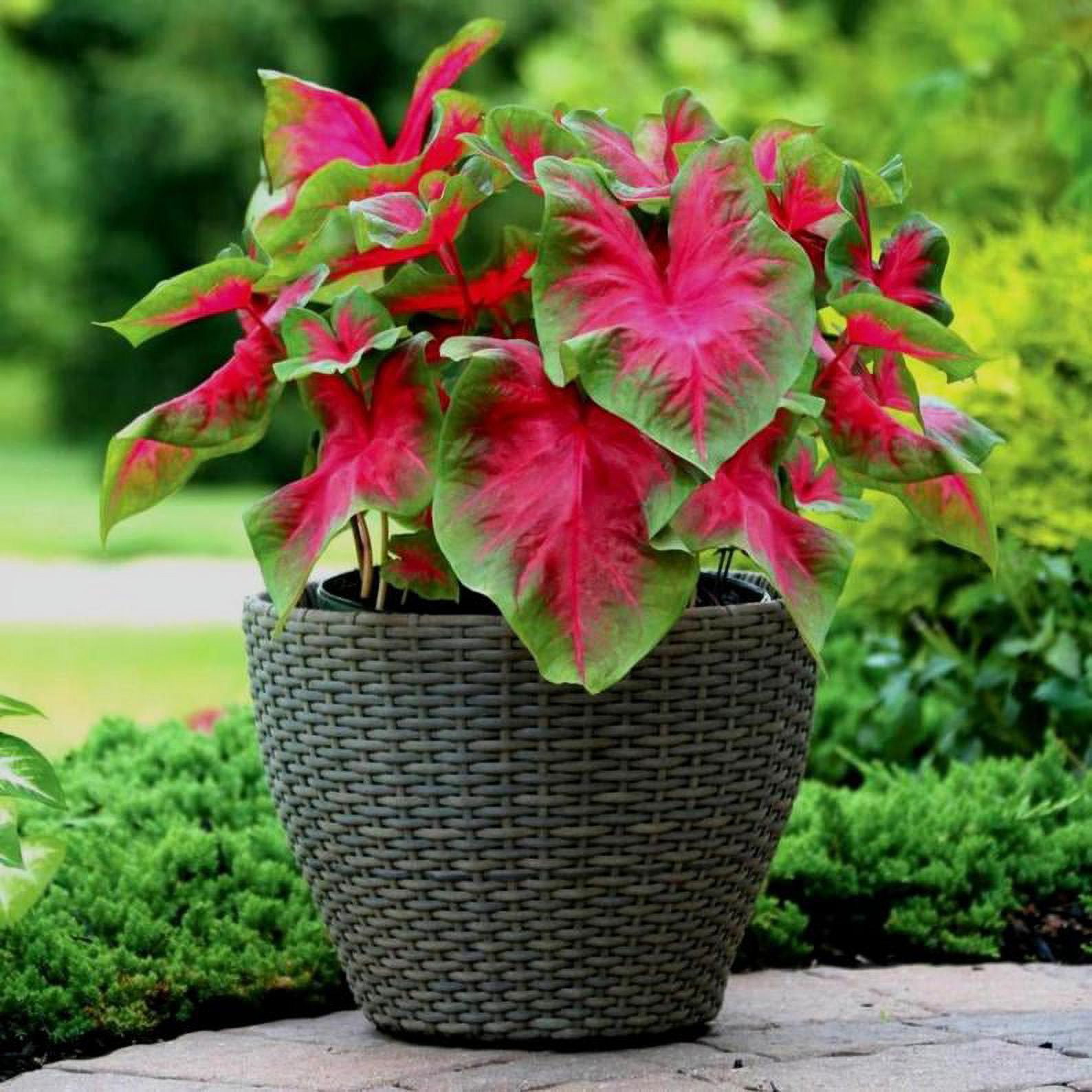 Better Homes & Gardens 1QT Caladium Red Live Plant Annual