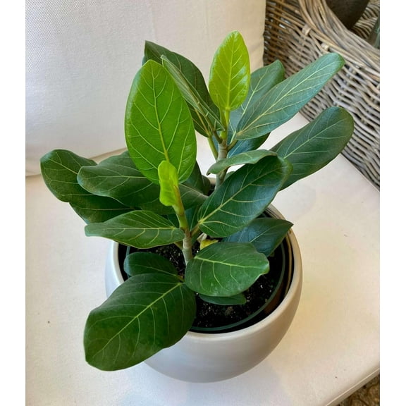 Audrey Ficus Tree - 4 Live Starter Plants in 2 Inch Pots - Ficus Benghalensis - Stunning Easy Care Interior Houseplant