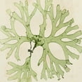 thumbnail image 2 of Vision Studio 12x12 Gold Ornate Wood Framed with Double Matting Museum Art Print Titled - Brilliant Seaweed III, 2 of 4