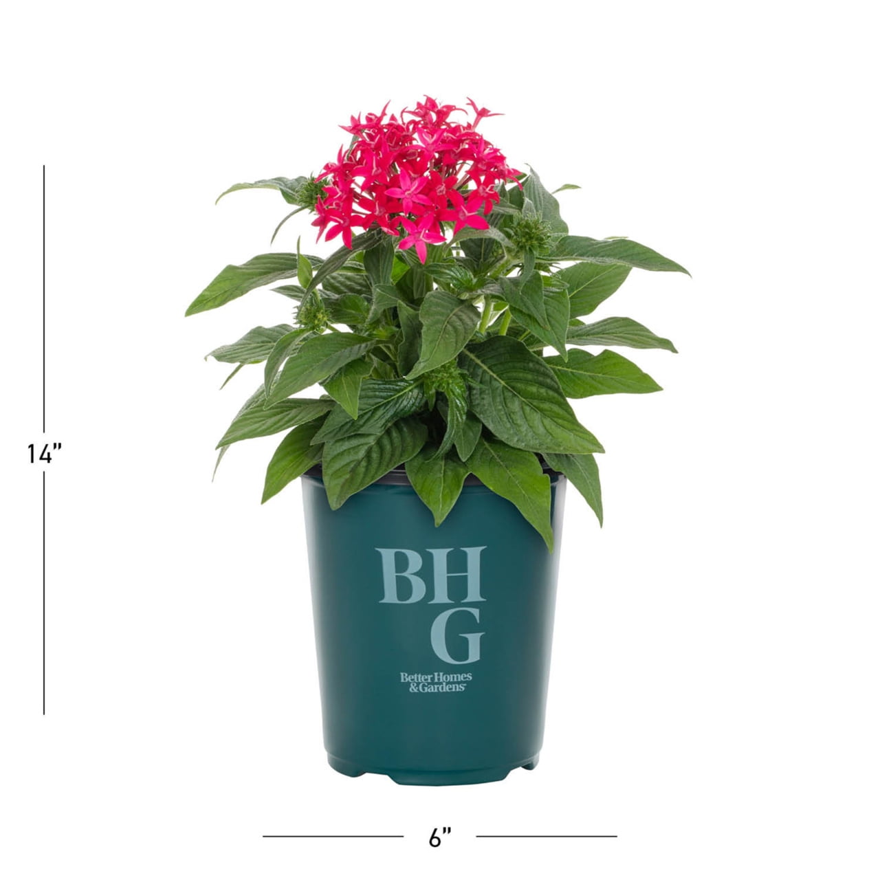 Better Homes & Gardens 1.5PT Red Pentas Live Annual Plant Sun 5-Pack