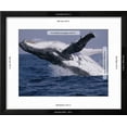 thumbnail image 3 of Humpback Whale Megaptera Novaeangliae Breaching in the Sea, Animals Framed Art Print Wall Art Sold by Art.Com, 3 of 6