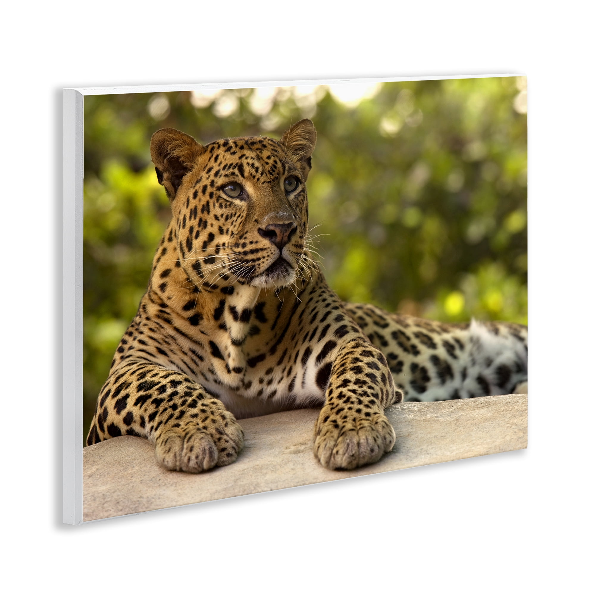 Leopard Gazing Relaxation Wall Plaque Art, design by MJ Photography
