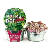 BUZZY Mini Basin Seed Grow Kit | Polka Dot Plant | Painted Garden Collection